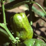 Symptoms of CMV on pepper fruit.