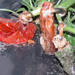 Pepper fruit affected by soft rot bacteria.