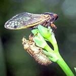 A new periodical cicada adult on a daylily flower bud. Its recently molted "cast skin" still remains on the side of the plant and acts as a reminder of what the immature stage of this insect looked like. (Photo: R. Childs)