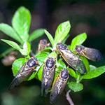 These periodical cicadas emerge in huge numbers, every 17 years. (Photo: R. Childs)