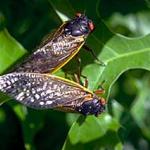 A mating pair of periodical cicadas. (Photo: R. Childs)