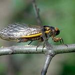 A female periodical cicada with her ovipositor ("egg-laying tube") inserted into the stem of an oak. (Photo: R. Childs)