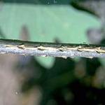 Ovipositional (egg-laying) scars in an oak stem, caused by the female periodical cicada. (Photo: R. Childs)