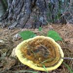 Fruiting body of Phaeolus schweinitzii growing next to an eastern white pine (Pinus strobus). Photo by N. Brazee