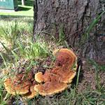 Fruiting body of Phaeolus schweinitzii growing next to an Austrian pine (Pinus nigra). Photo by N. Brazee