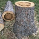 Norway spruce (Picea abies) with butt rot from Phaeolus schweinitzii. Photo by N. Brazee