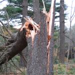 Eastern white pine (Pinus strobus) that suffered stem failure as a result of infection by Phaeolus schweinitzii. Photo by N. Brazee