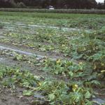 Summer squash field infected with Phytophthora capsici. Photo: R. L. Wick
