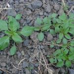 Pigweed, Redroot