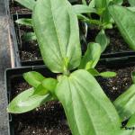 Pinched zinnia plant