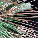 Symptoms of Ploioderma needlecast on Austrian pine (Pinus nigra). Photo by N. Brazee