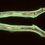 Vascular discoloration of stem tissue caused by tomato pith necrosis