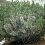 A mugopine with an expanding infestation of pine needle scale. (Photo: R. Childs)