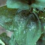 Powdery Mildew symptoms on Zinnia