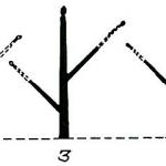 Figure 1. Basic principles of shoot growth. Adapted from Pruning the Slender Spindle, H. Oberhoffer, 1990. BC Ministry of Agriculture and Fisheries, Victoria, BC, Canada.