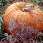 Fusarium fruit rot on pumpkin. Photo: W. Elmer