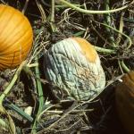 Phytophthora capsici sporulating on acorn squash fruit. Photo: R. L. Wick