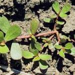 Purslane, Common 