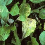 Alternaria leaf spot symptoms on radish foliage.