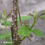 Raspberry anthracnose. Photo by P. McManus