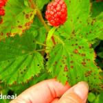 Raspberry anthracnose. Photo by M. Odneal