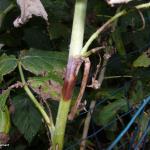 Spur blight lesion on raspberry cane. Note retained petiole.