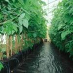 Raspberries lined out with drip irrigation in the Hamilton's greenhouse.