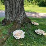 Multiple fruiting bodies around the base of an infected northern red oak (Quercus rubra) indicated an advanced infection. Photo by N. Brazee