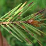 Needle lesions caused by Rhabdocline on a young Douglas-fir (Pseudotsuga menziesii) growing at a Christmas tree farm. 