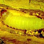 Close up of a rhododendron borer larva within the host plant stem. (Photo: R. Childs)