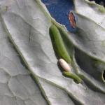 Imported cabbageworm (Pieris rapae) and parasitoid. Photo: R. Van Driesche