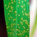 Rust Diseases of Ornamental Crops