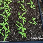 Bedding plant seedlings