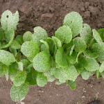 Severe feeding damage by crucifer flea beetle in Brassica rapa. 