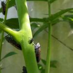 Third instar nymph and adult spotted lanternflies in Springfield, MA on 8/25/2022. (Photo: Tawny Simisky)