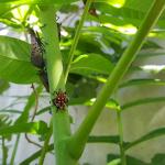 Fourth instar nymph and adult spotted lanternflies in Springfield, MA on 8/25/2022. (Photo: Tawny Simisky)