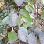 Sooty mold coating honeydew on the leaves of a river birch that was being fed upon by the spotted lanternfly in CT. (Photo: Tawny Simisky)