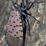 Spotted lanternfly adult at rest. Note the wings are held roof-like over the back of the insect. Photo courtesy of Gregory Hoover.