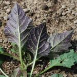 young night shade leaves, purple underneath 