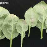 Purplish-gray sporulation of spinach downy mildew on the undersides of leaves.