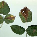 Foliar symptoms of spur blight