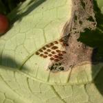 Squash bug eggs are usually laid between leaf veins. Photo: Ruth Hazzard, Univ. of Massachusetts