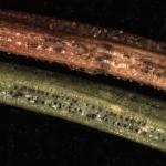 Fig. 3: Rizosphaera sporulating from a brown needle (top) and Stigmina lautii sporulating from a green needle (bottom). These two needles were adjacent to each other on the stem of a blue spruce (Picea pungens).
