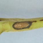 Strawberry anthracnose lesion on stem