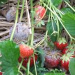 gray mold on strawberry