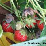 Botrytis gray mold on strawberry