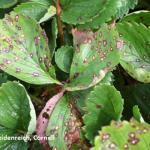 Leaf spot caused by Mycosphaerella fragariae