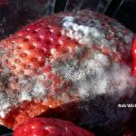 gray mold on strawberry