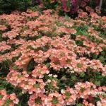 Verbena hybrid 'Royale Peachy Keen', heat and drought tolerant