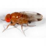 Spotted Wing Drosophila